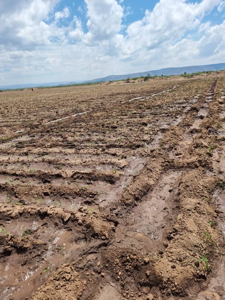 Irrigated furrows