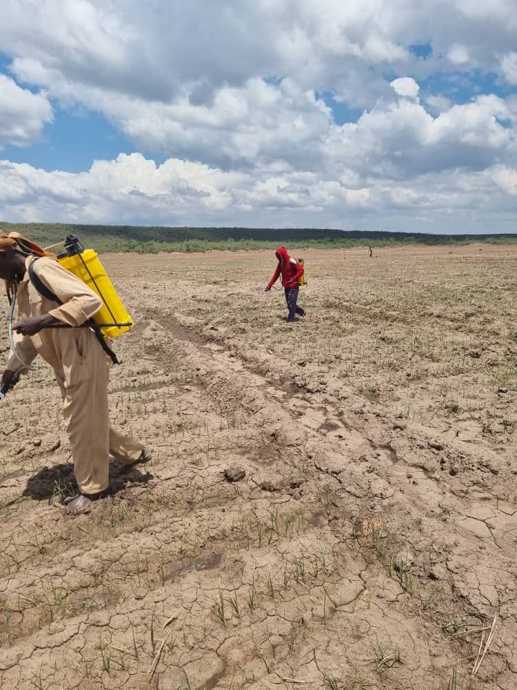 Workers spraying young crops