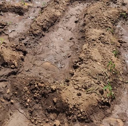 Seedlings in wet furrows
